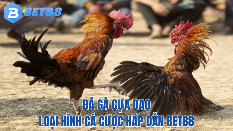 BET88-da-ga-cua-dao-hap-dan-2024