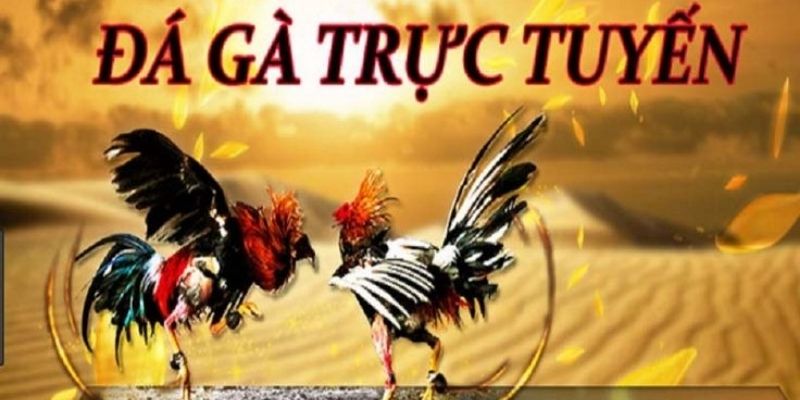 da-ga-truc-tuyen-so-luoc-bet88